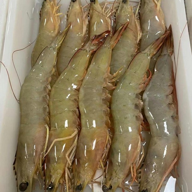 天然海白虾~1.jpg