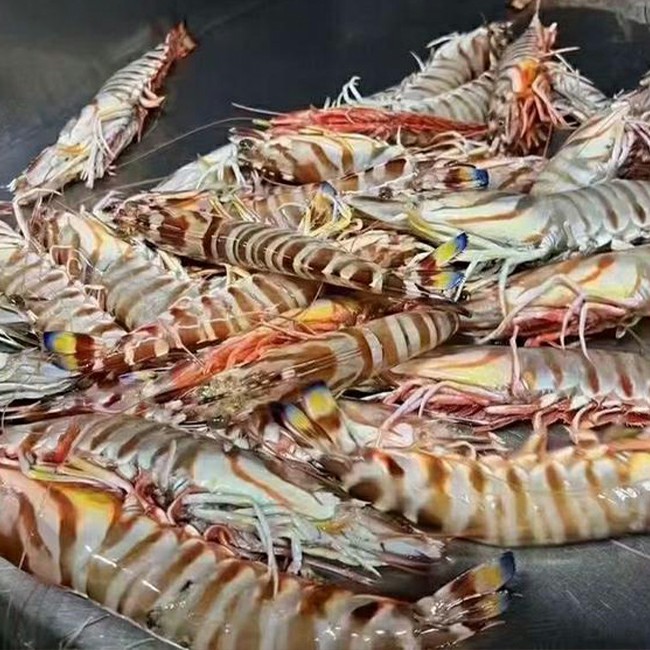 天然大花虾