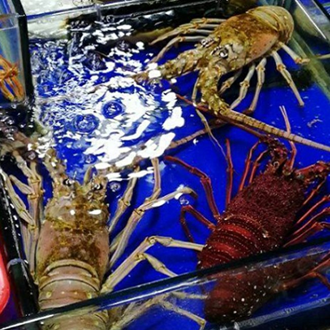 天然大龙虾