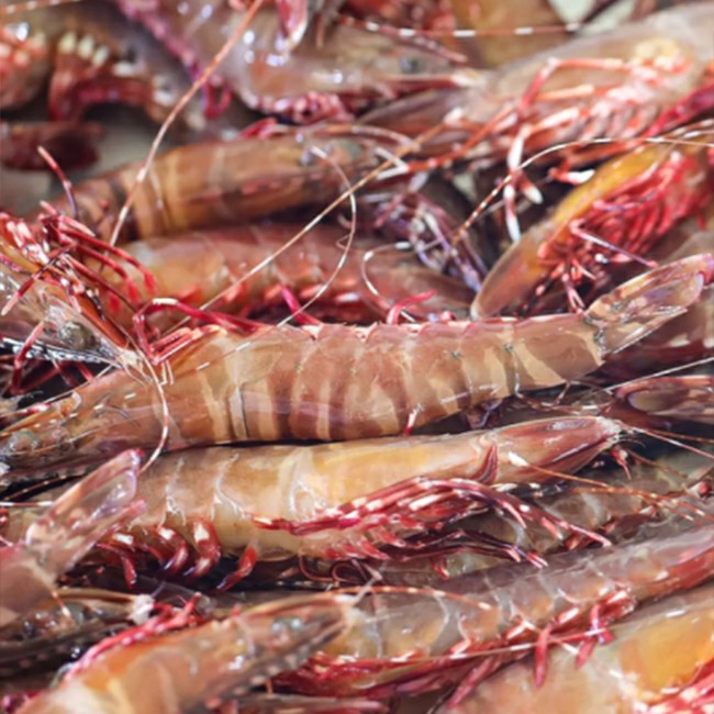 天然红爪虾